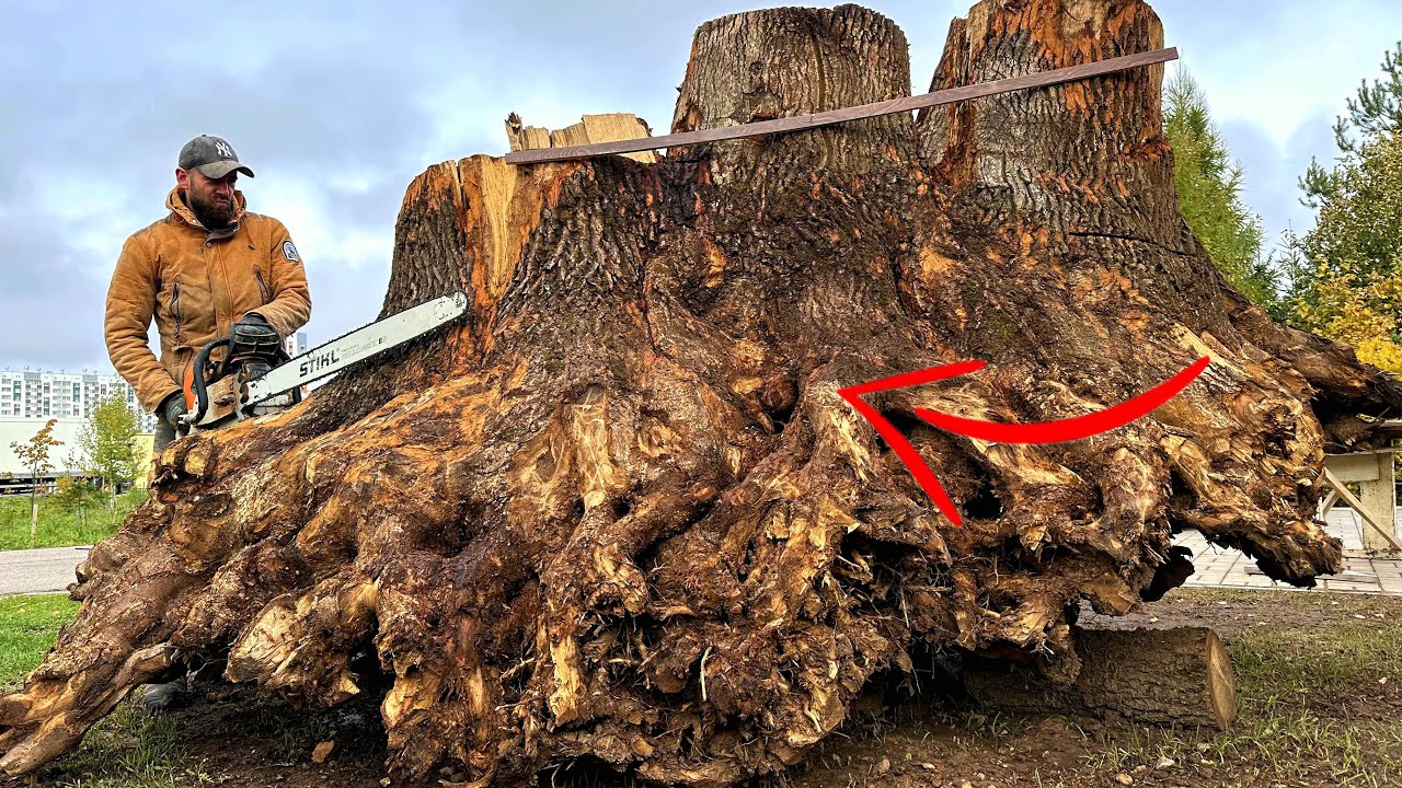 A shocking find in an ancient oak stump