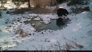 Black Bear in The Snow