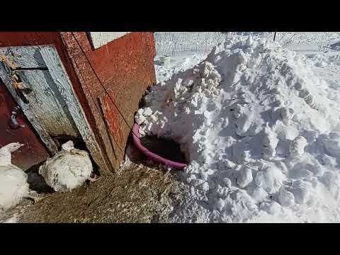 Snow-melt to water animals in Winter
