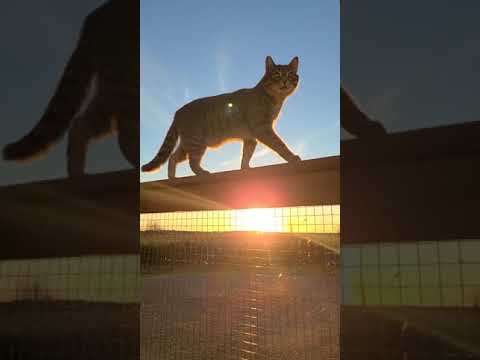 Enchanted Sunset With Floki Cat