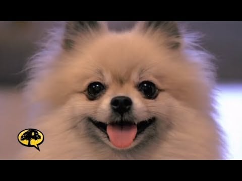 The Inside Poop on Dog Shows | Liberty Treehouse