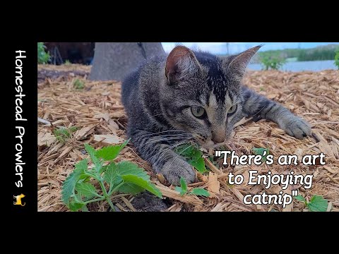 Otis Cat Teaches The Art Of Enjoying Your Catnip Plants