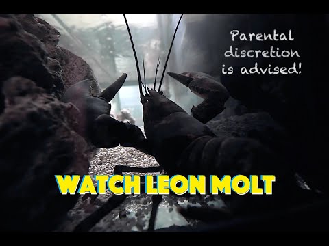 Watch Leon the Lobster Molt