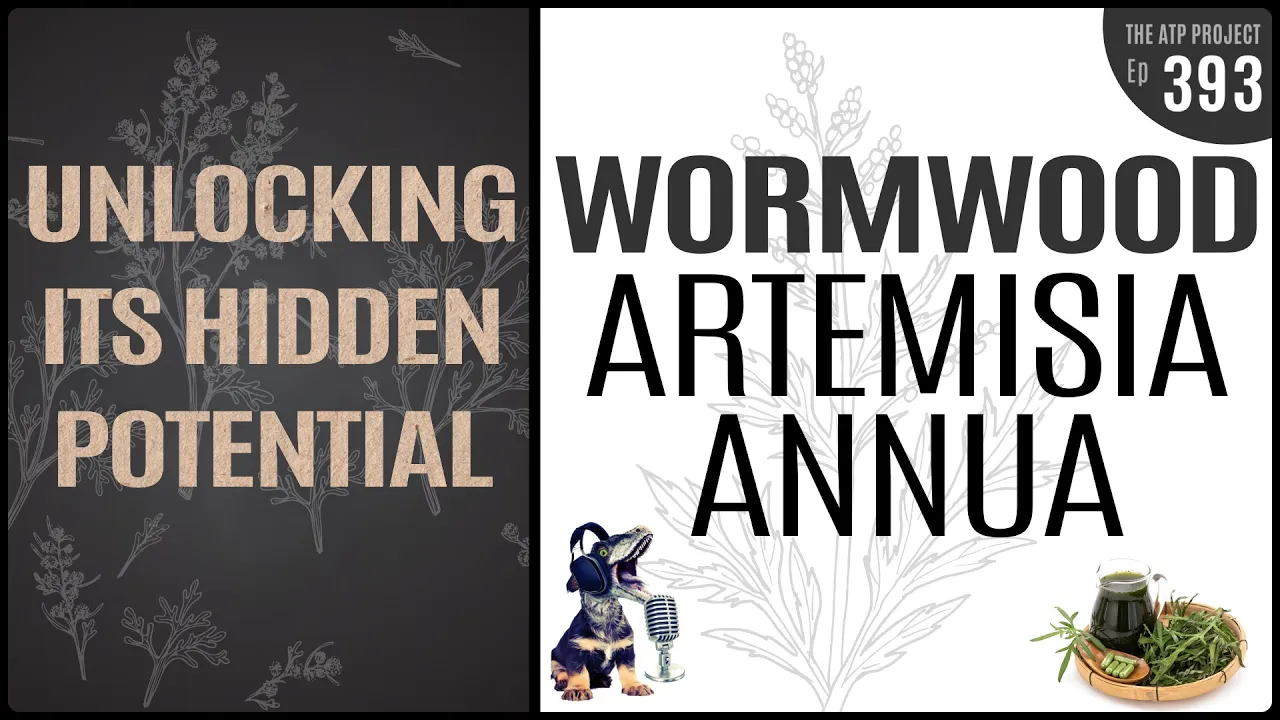 Artemisia Annua: Unlocking Its Hidden Potential | The ATP Project 393