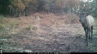 Rutting Elk Screaming on a Browning Recon Force FHD Trail Camera