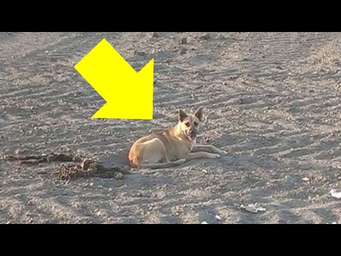 Dog Struggles To Survive In The Desert For Months For A Heartbreaking Reason