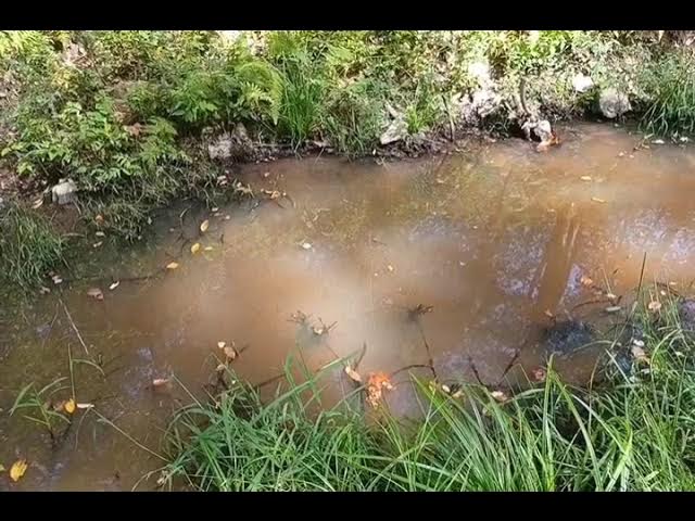 Pond Goldfish as survival Food
