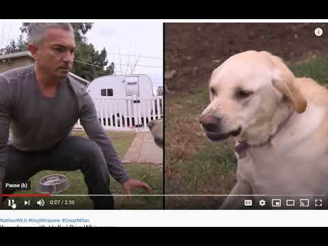 Cesar Millan vs Holly - A Relational Perspective - Flipping the Script
