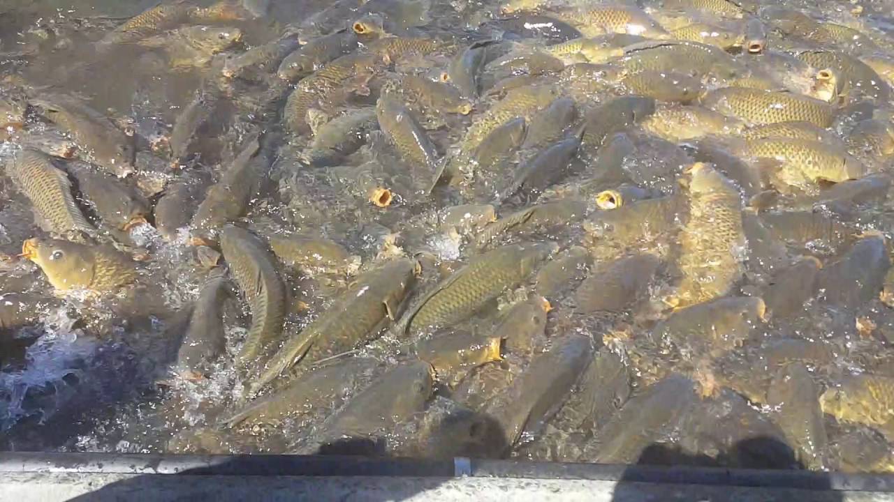 Feeding the carp at Raystown Lake, PA 2016