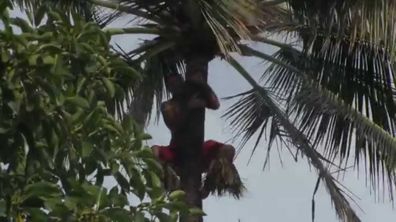 Guy Jumps out of 50 foot tree Comedy