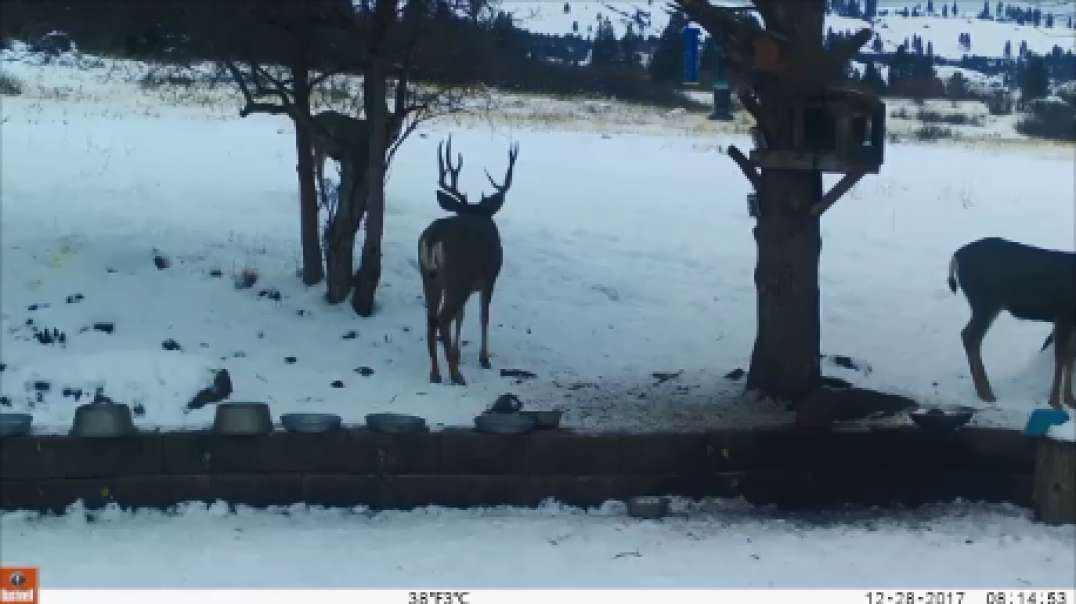 Winter 2017/2018 backyard trail cam