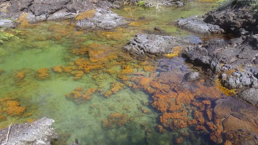 Gold algae ponds in Hawaii