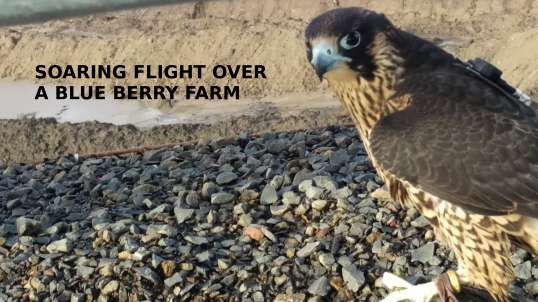 Falcon Soars over Blueberry Farm 1st person view
