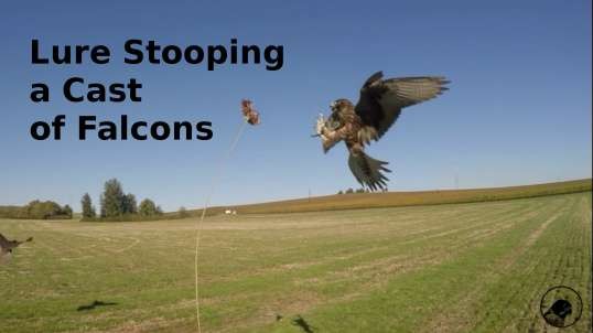 Lure Stooping a Cast of Falcons