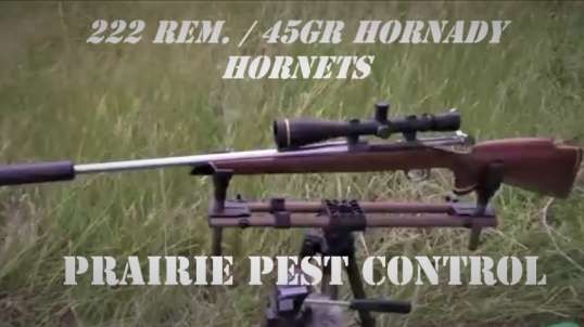 Prairie pest control with the .222 / 45 gr. Hornady Hornet