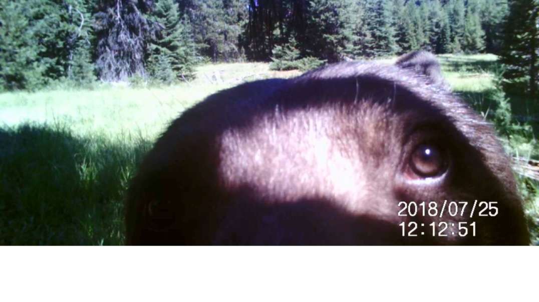 4AUG18 - Bears on my trail cams.mp4
