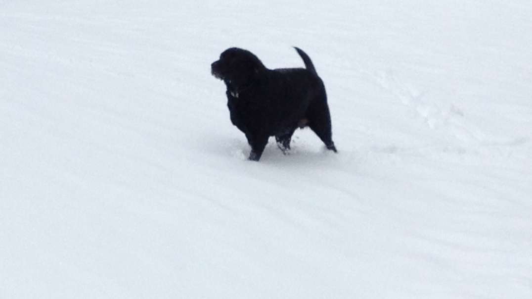 My Bebo Playing In The Snow Winter 2013 VIrginia