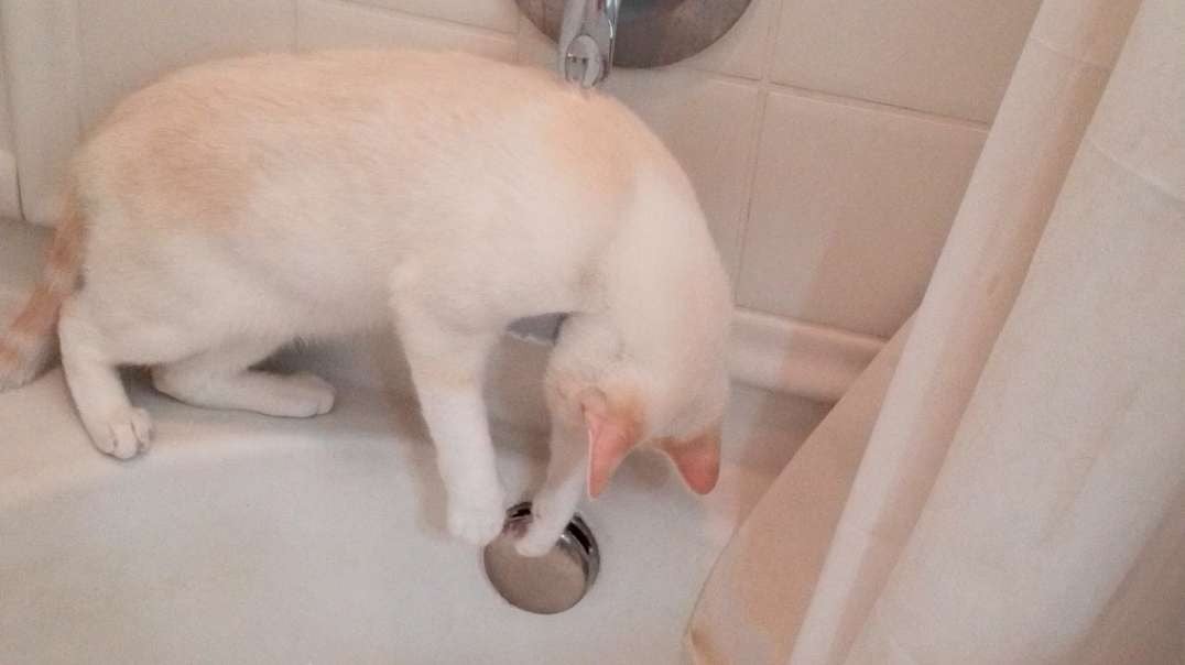 My cat loves catching water drops. He's absurd