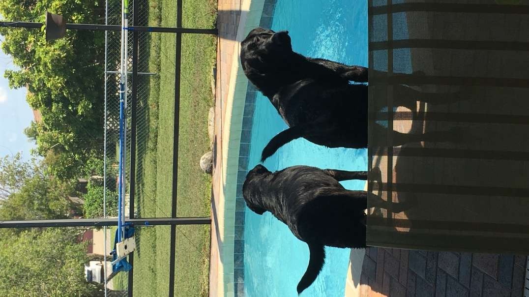 (6' Dog Dive) Brandy & Patriot Playing In Pool