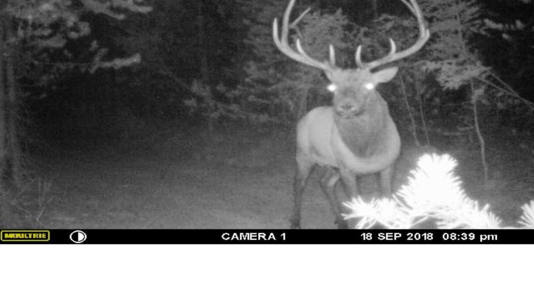 trail cams 7OCT18