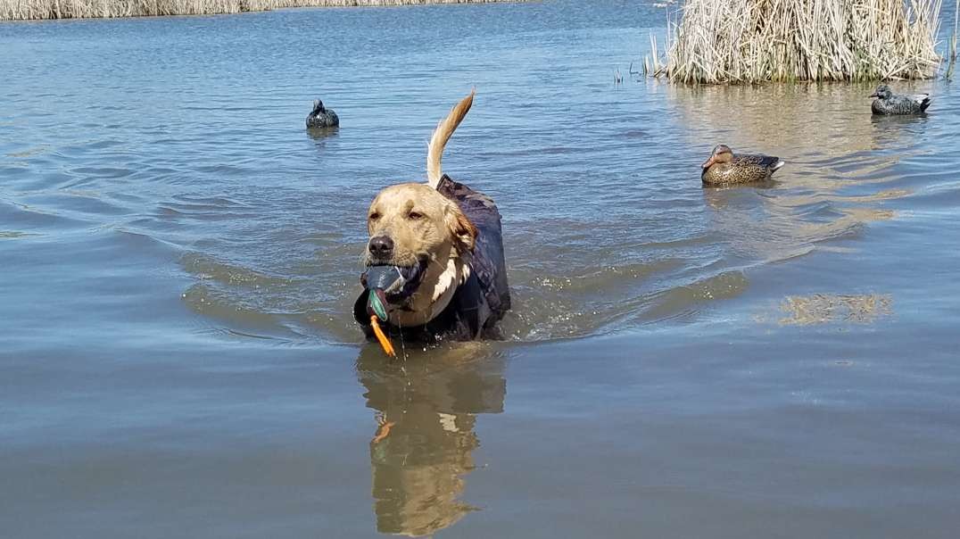 Training my lab pup in the marsh .
