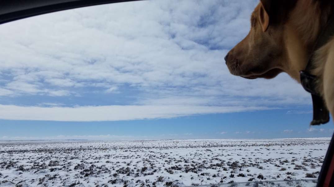 Looking at antelope with my lab pup