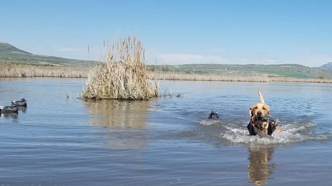 Another day on the water training my lab pup .