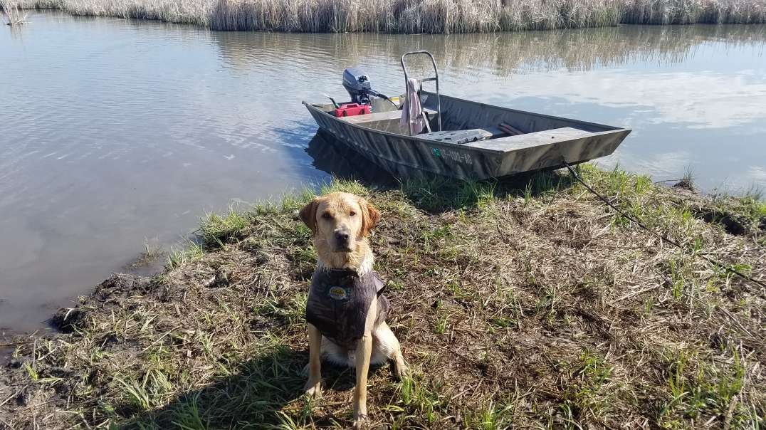 Working with my lab pup in the marsh .