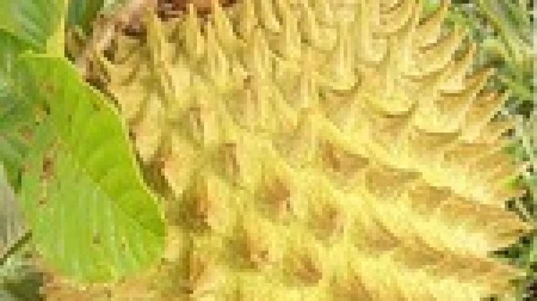 Rollinia Tropical Fruit, Rollinia Deliciosa,  Yummy Smoothies Healthy Benefits.mp4