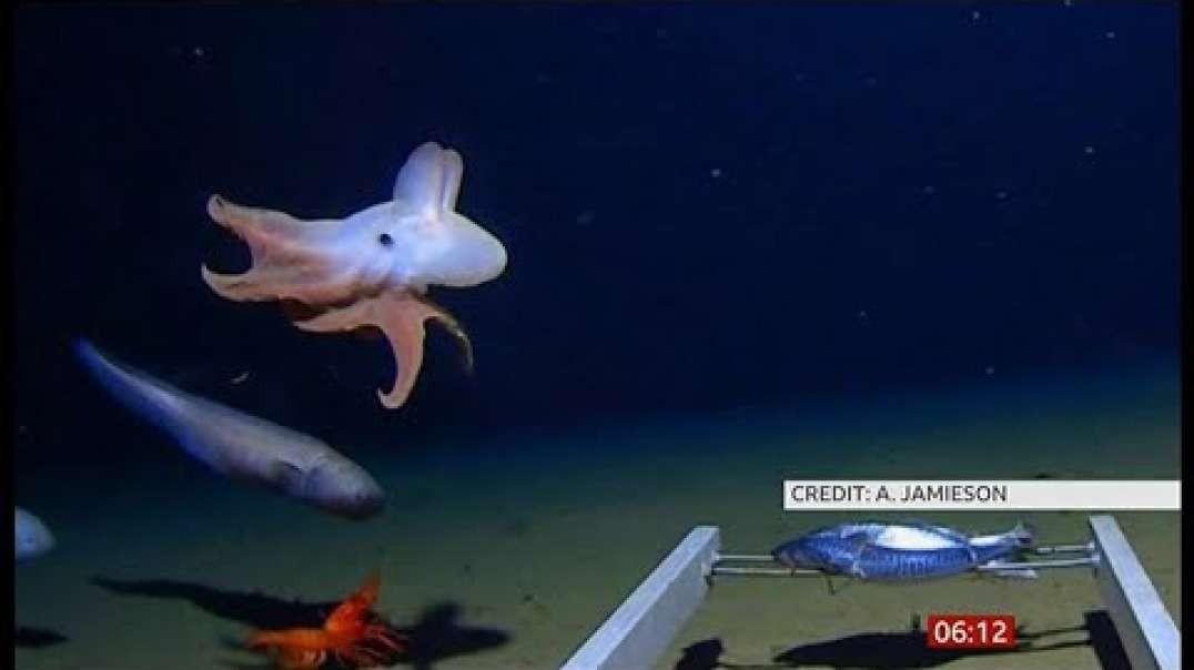 Deepest 'Dumbo' octopus in the seas recorded 7km down (Global) - BBC News - 29th.mp4