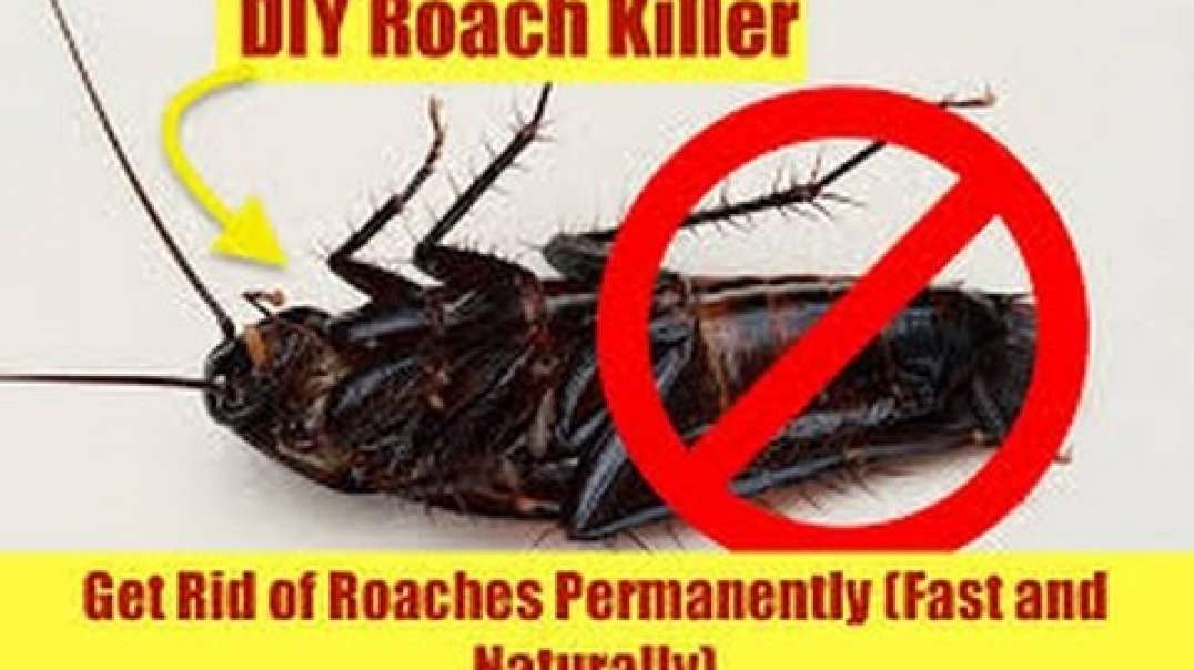 A MUST WATCH - GET RID OF ROACHES FOR GOOD