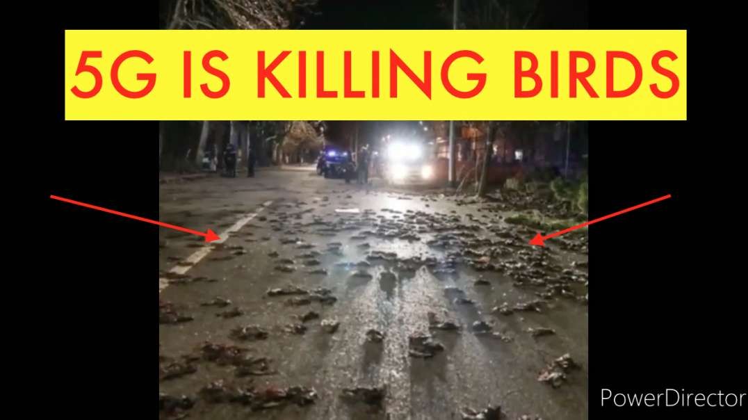 Mystery of Massive Bird's DEATH in Rome