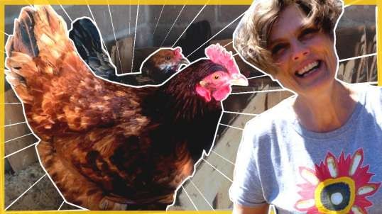 How To Get Started with Chickens! Protection, Feeding & Eggs!