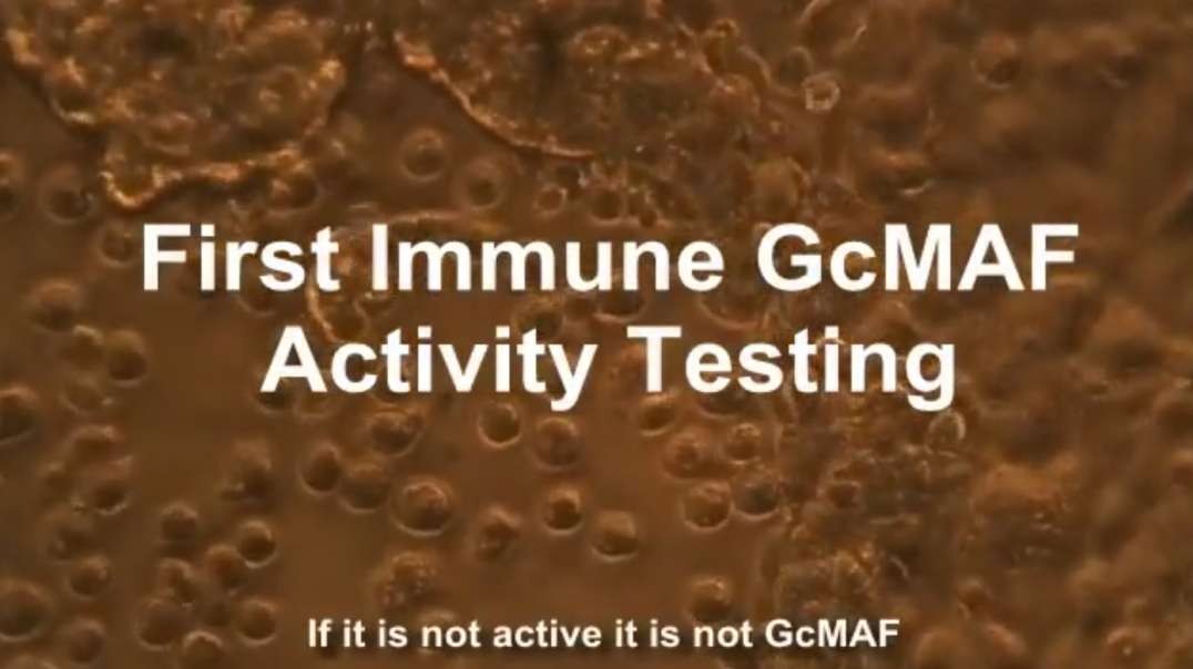 Cancer cells destroyed by First Immune GcMAF (gcmaf-eu)