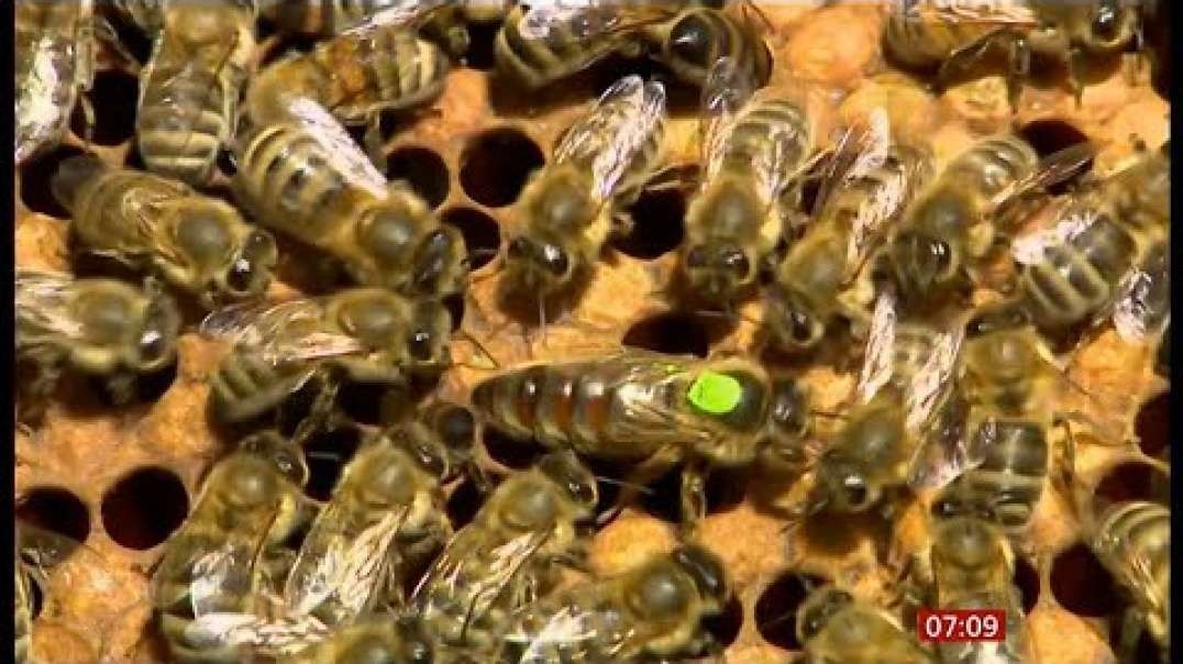 The sound of bees decoded (and more on wasps) (UK-(Global)) - BBC News - 16th Ju.mp4