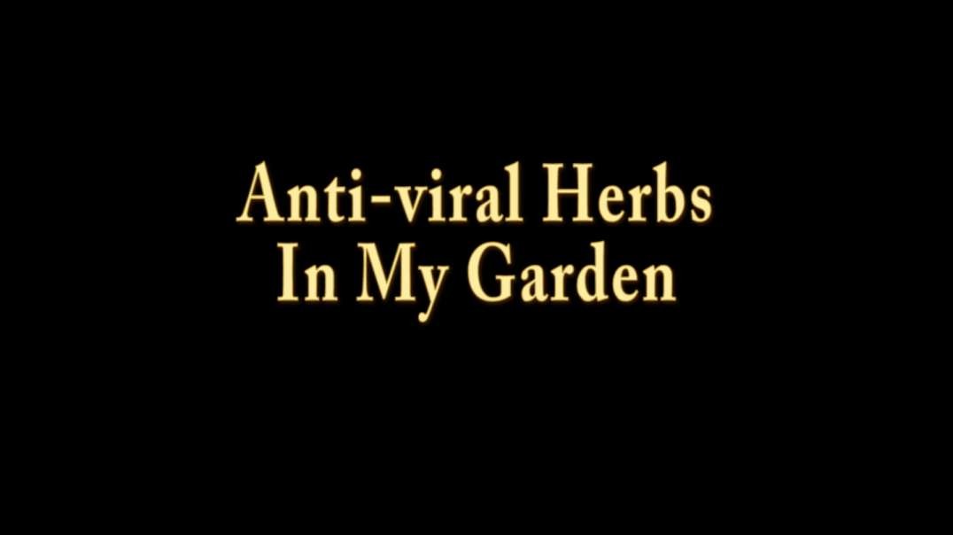 Anti-Viral Herbs In My Garden.mp4