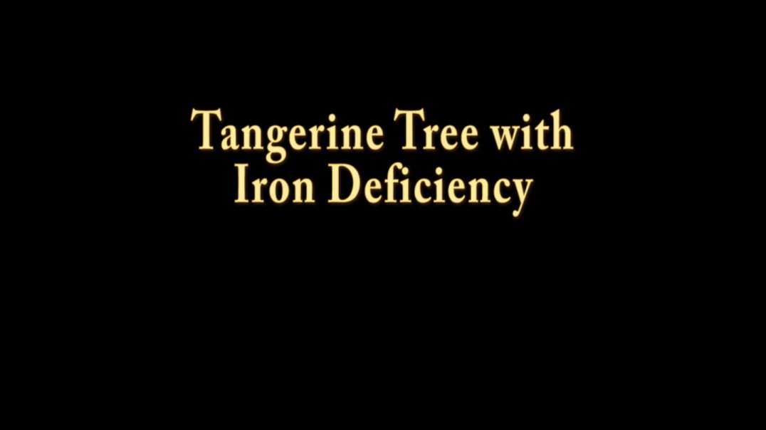 Tangerine Tree with Iron Deficiency