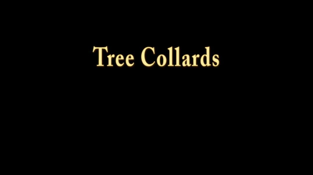 Tree Collards