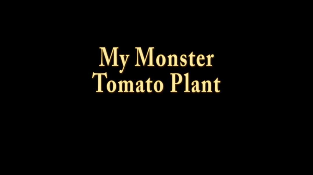 My Monster Tomato Plant.mp4
