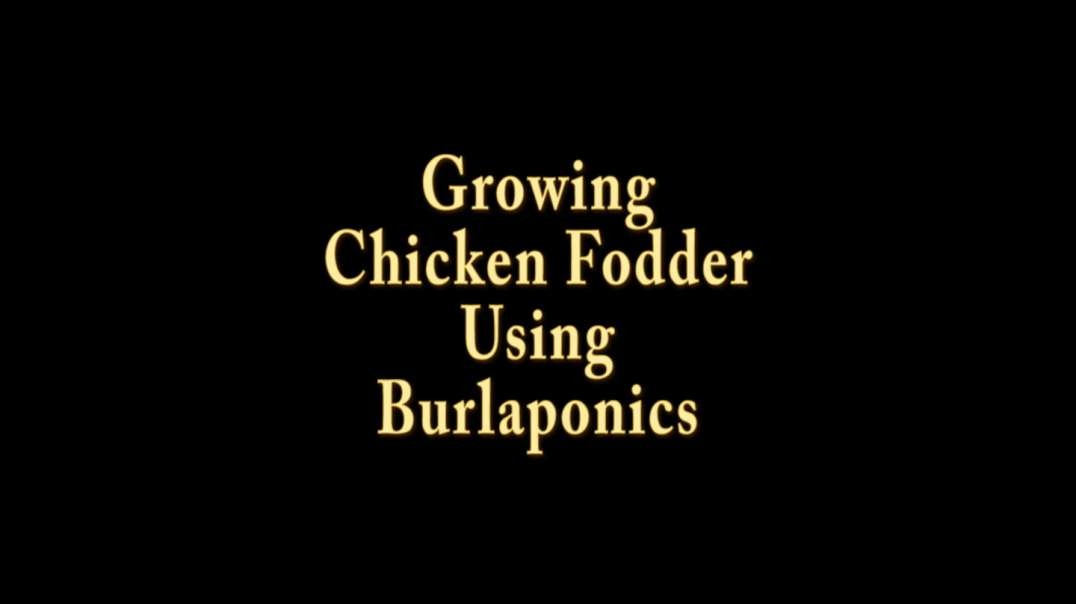 Growing Chicken Fodder Using Burlaponics.mp4