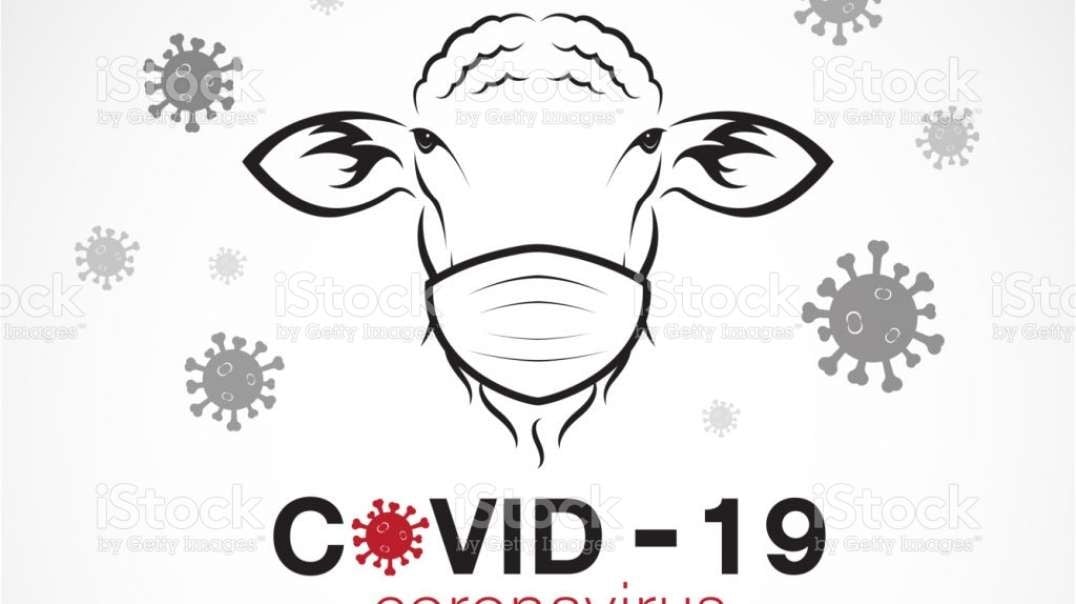 640 doctors, CV19 Is a global SCAM