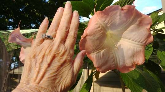 GARDENING VIDEO