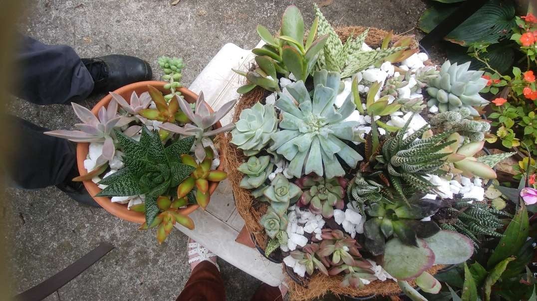 GARDENING VIDEO:  My succulents