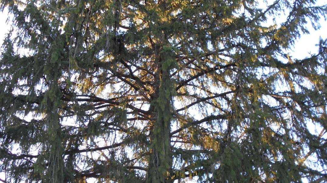 Elderly Common Spruce Heart Love.mp4