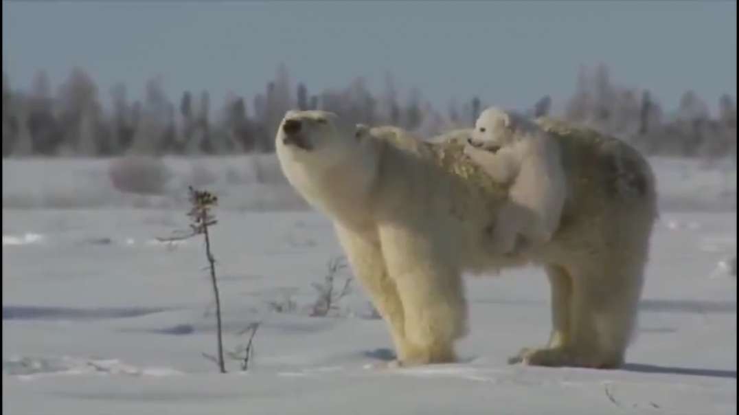 Polar Bears Ignoring Global Warming