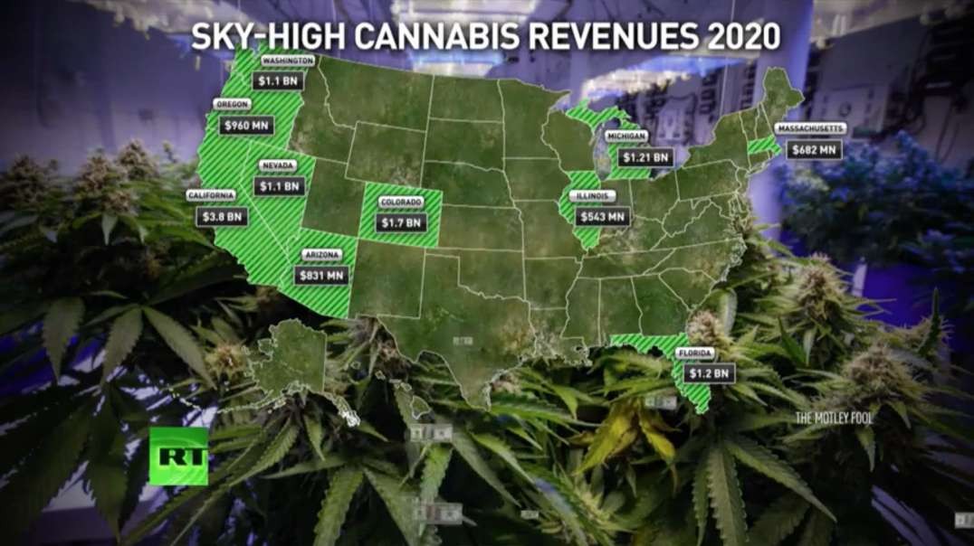 Cannabis Corruption, Politicians and Corporations Harvesting Graft