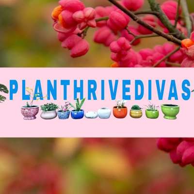 PlanThriveDivas 