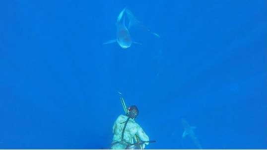 Sharks and Lions - Freediving and Spearfishing
