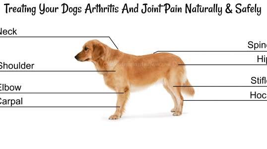 Canine Arthritis And Joint Pain- 2019