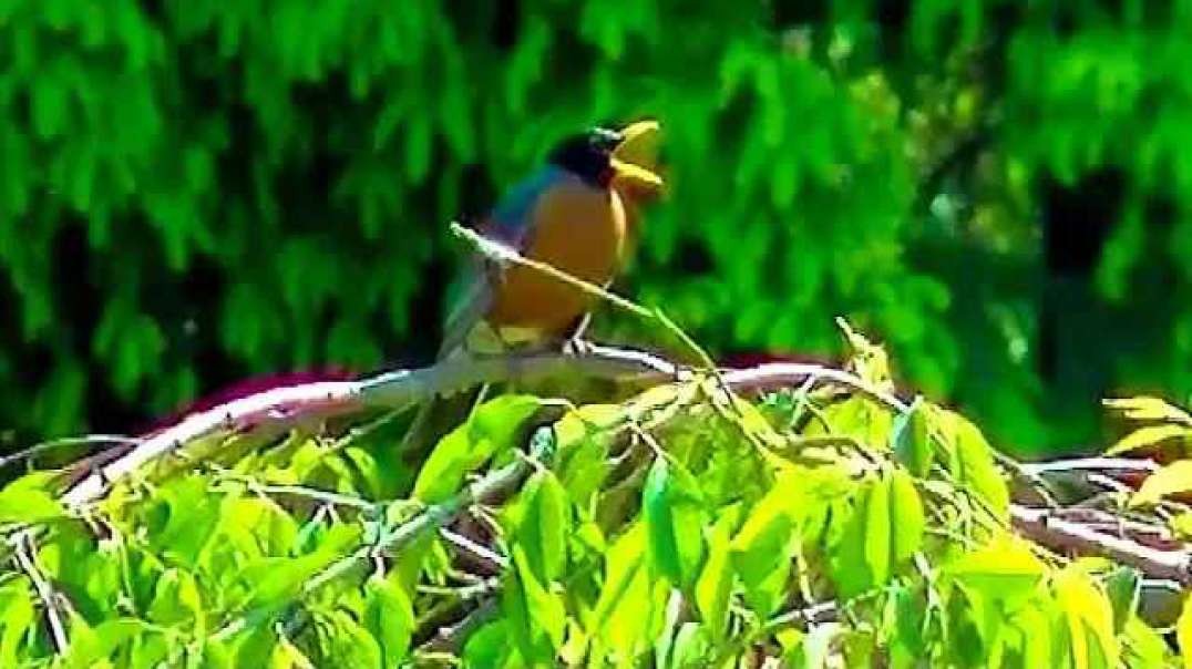 IECV NV #32 - 👀 American Robin on A Neighbor's Weeping Willow Tree & A Starling 5-23-2014